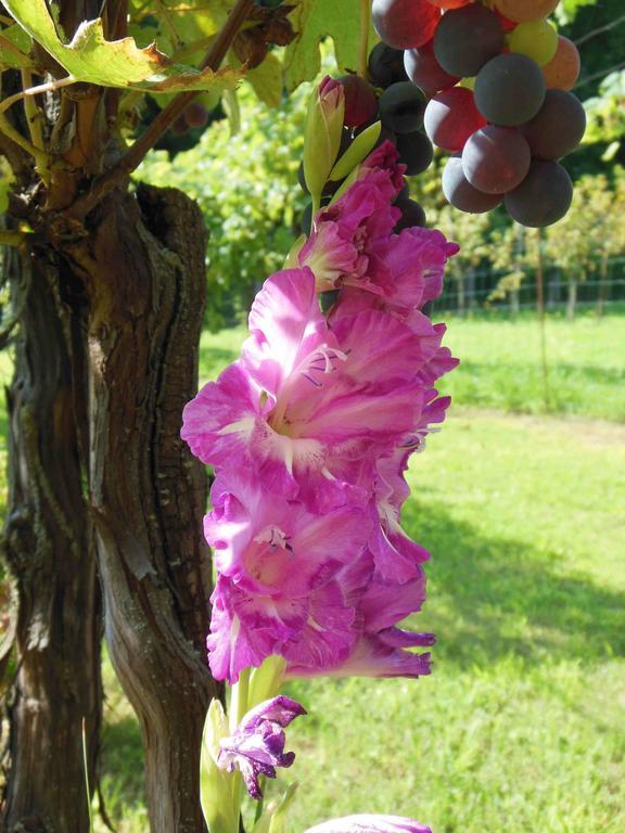 Al Pic De Corone Bed & Breakfast Terzo d' Aquileia Екстериор снимка