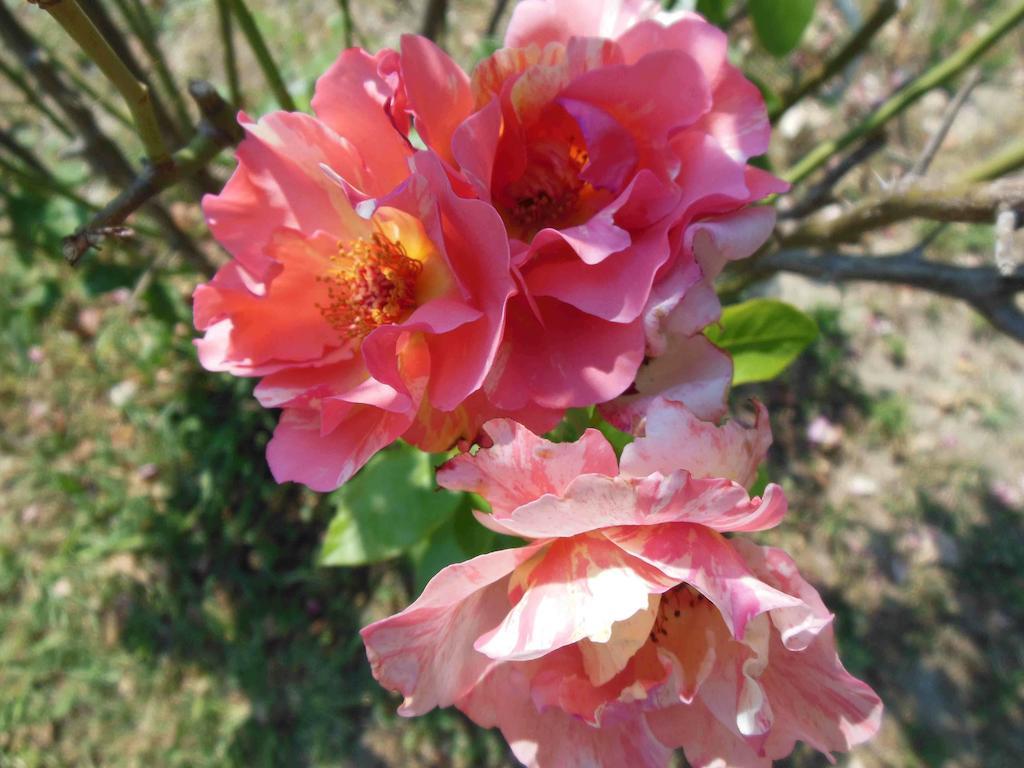 Al Pic De Corone Bed & Breakfast Terzo d' Aquileia Екстериор снимка